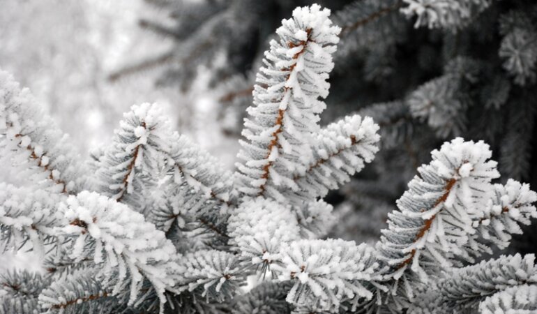 zima_moroz