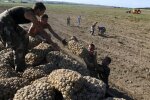 Дефицит картофеля в Беларуси