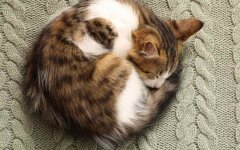 "Кіт клубком"