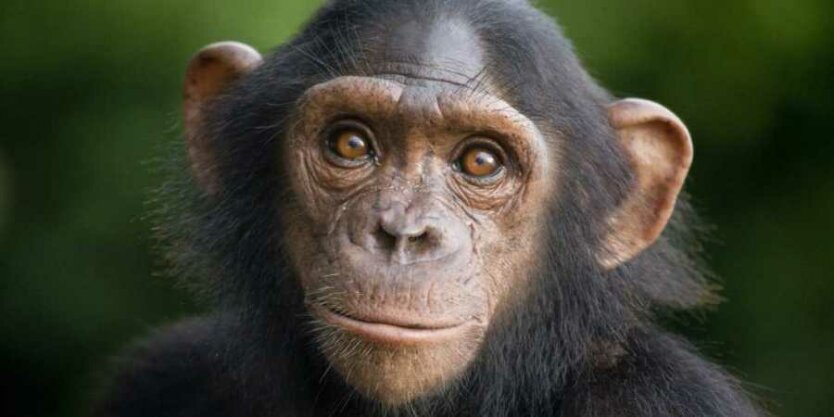 shimpanze