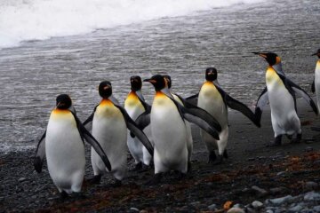 королевские пингвины