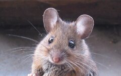mouse