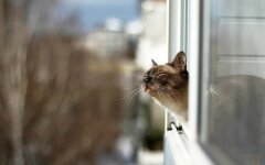 кот погода