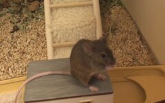 Одессит нашел мышей в овсянке,Домашние мыши,Домашние животные