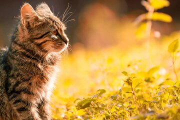 Прогноз погоди в Україні / Фото: Pexels