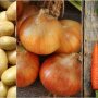 Цены на картофель, лук и морковь