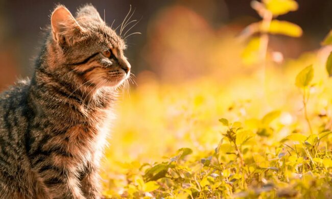 Прогноз погоды в Украине / Фото: Pexels