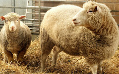 овечка Долли