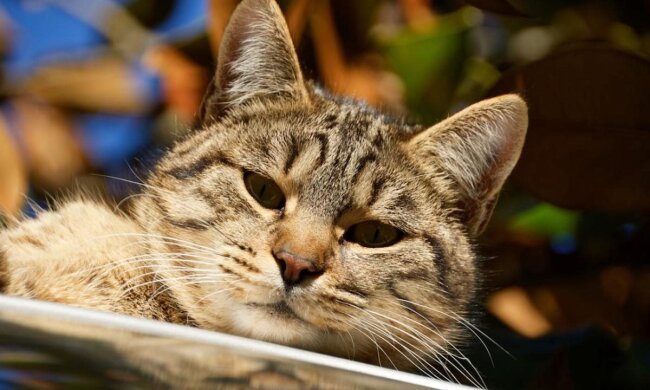 Прогноз погоди в Україні / Фото: pexels.com