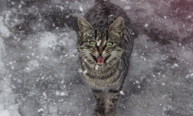 Прогноз погоды в Украине / Фото: pexels