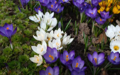 Крокусы, первоцветы
