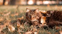 Прогноз погоди в Україні / Фото: Unsplash