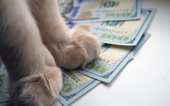 Доллары