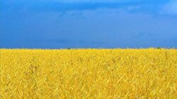 Украина жито