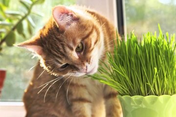 кошка трава