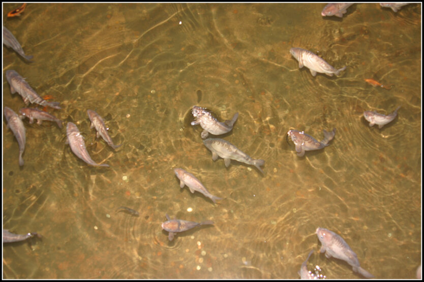 Рыбы в базилике