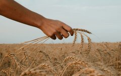 Зерно в Україні / Фото: Unsplash