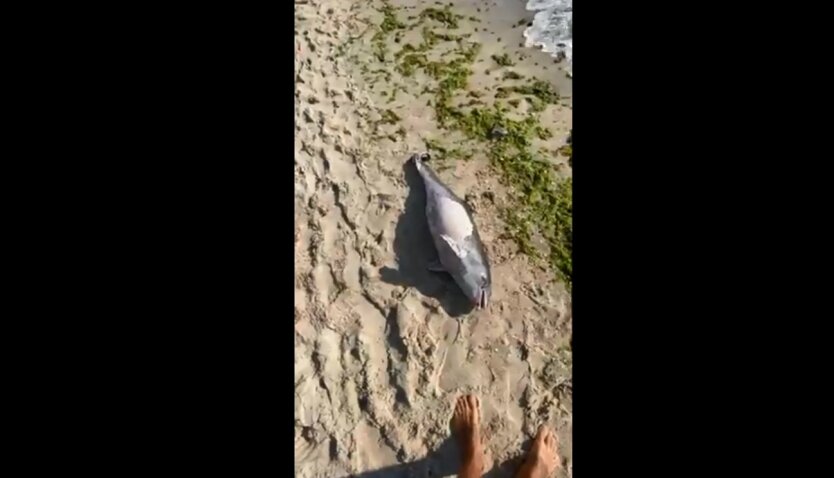 Мертвый дельфиненок, одесский пляж, танкер Delfi