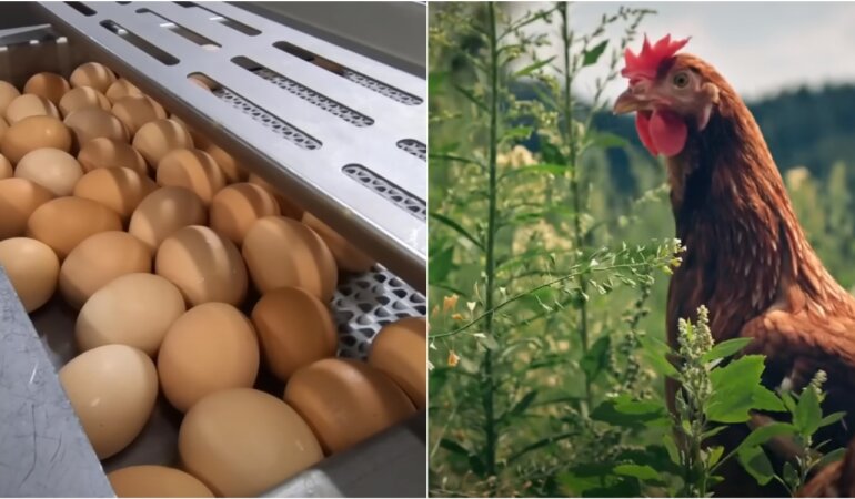 Ціни на курятину та яйця