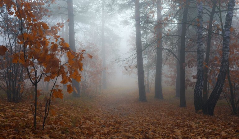 Осінь, тумани