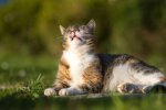 Прогноз погоды летом / Фото: wallpapers.99px.ru