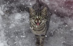 Прогноз погоды в Украине / Фото: pexels