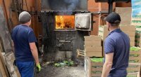 Знищення зараженого салату
