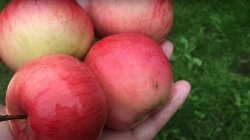 Урожай яблок в Украине,понижение цен на яблоки,цены на продукты питания в Украине