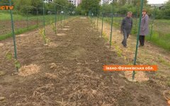 Урожай в Украине, прогноз, аграрии