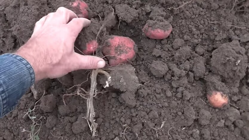 Картофель в Украине, дефицит картофеля, эксперты