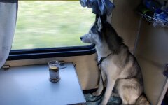 Перевозка собак в поездах