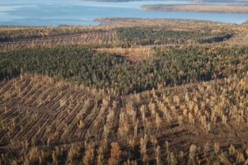 Масштабная вырубка леса, вторжение россии в Украину