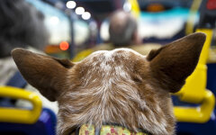 Правила перевезення домашніх тварин