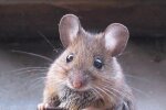 mouse