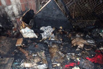 Пожар в приюте для кошек "Котобаза", Киев