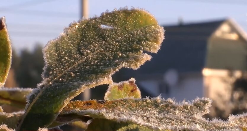 заморозки