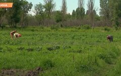 Рынок земли, Украина