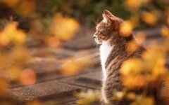 Продержится до 1 октября: прогноз погоди в Киеве и области