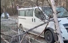 Погода в Киеве, ветер повалил деревья на авто
