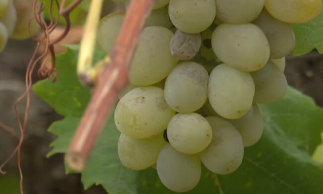 Виноград, цены, урожай
