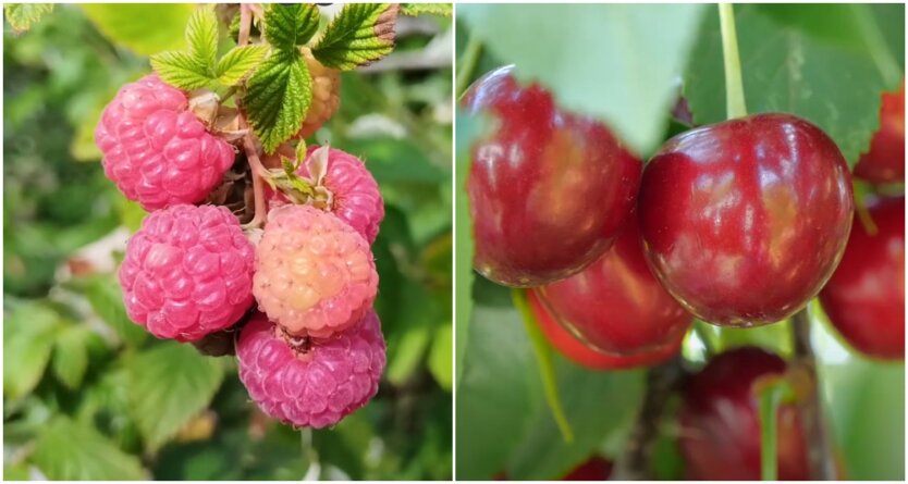 В Україні аномально впали ціни на літні ягоди: скільки коштують