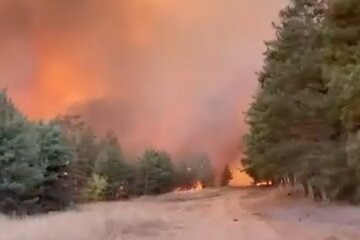 Лесные пожары в пригороде Воронежа россия
