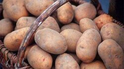 Ціни на картоплю в Україні / Фото: east-fruit