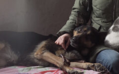 Животные в укрытии