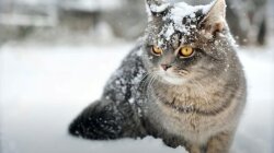 Погода в Україні, зима в Україні, прогноз погоди на зиму.