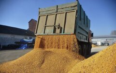 Українське зерно / Фото: SIPA / SCANPIX