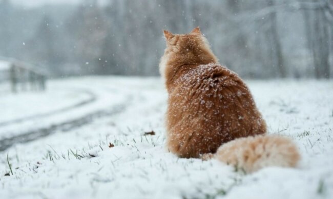 Снегопад в Украине, снег, погода в Украине, прогноз погоды