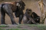 Коронавирус у горилл