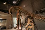 Hypacrosaurus_skeleton