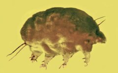 В янтаре обнаружили останки древнего животного